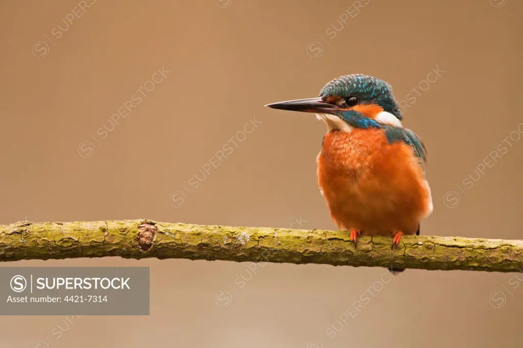 Common Kingfisher (Alcedo atthis) adult, perched on branch overhanging river, The Broads N.P., Norfolk, England, march