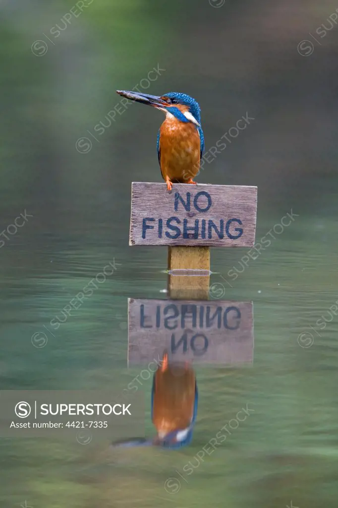 Common Kingfisher (Alcedo atthis) adult male, feeding, with Three-spined Stickleback (Gasterosteus aculeatus) prey in beak, perched on 'No Fishing' sign, Suffolk, England, may