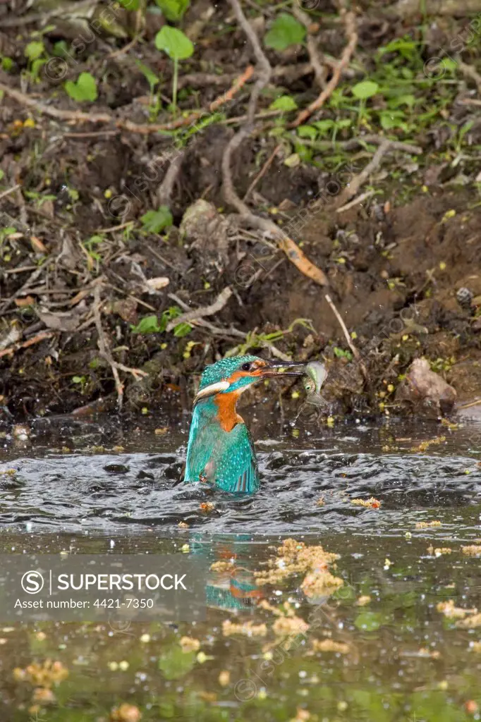 Common Kingfisher (Alcedo atthis) adult male, emerging from water, with Three-spined Stickleback (Gasterosteus aculeatus) prey in beak, Suffolk, England, may