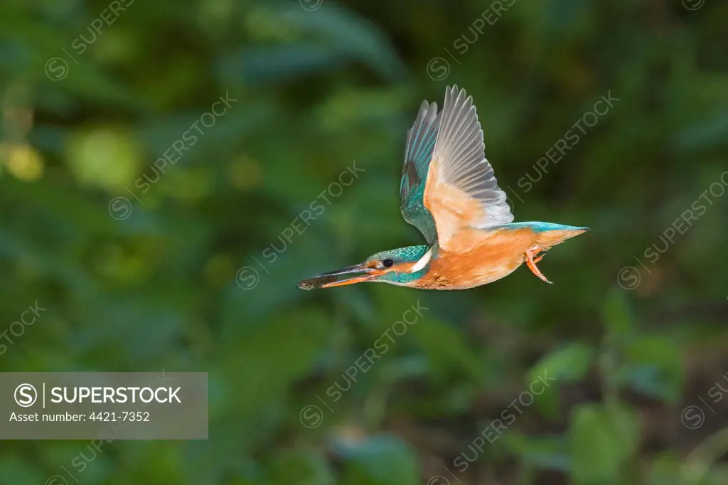 Common Kingfisher (Alcedo atthis) adult female, in flight, with Three-spined Stickleback (Gasterosteus aculeatus) prey in beak, Suffolk, England, may