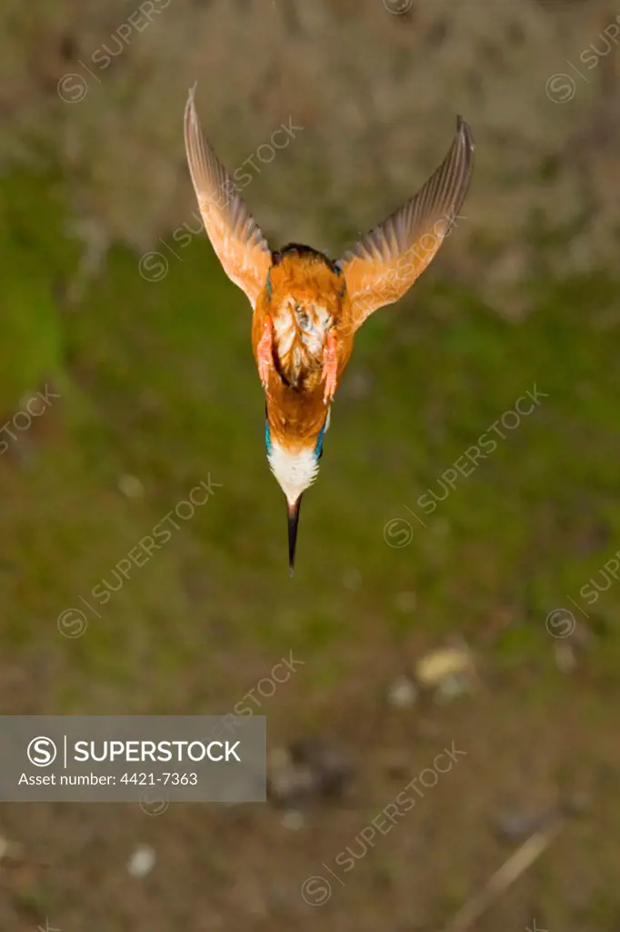 Common Kingfisher (Alcedo atthis) adult male, in flight, diving, Suffolk, England, may