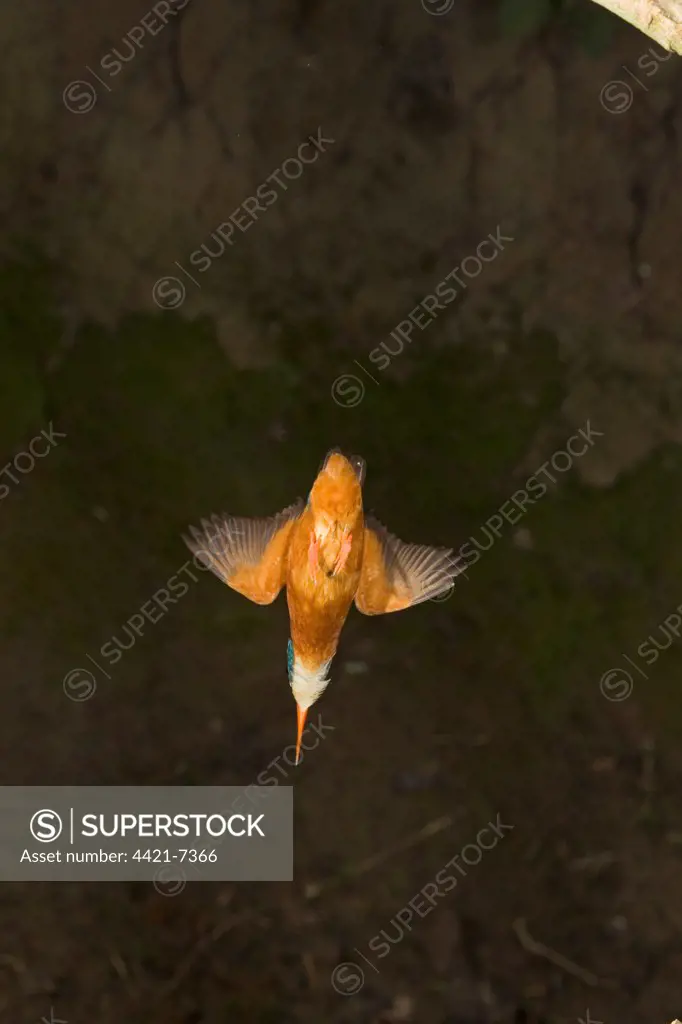 Common Kingfisher (Alcedo atthis) adult female, in flight, diving, Suffolk, England, may
