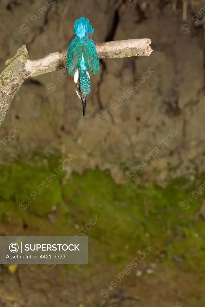 Common Kingfisher (Alcedo atthis) adult male, diving from branch, Suffolk, England, may