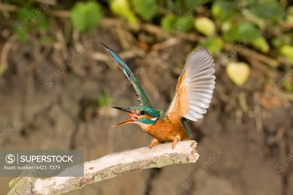 Common Kingfisher (Alcedo atthis) adult female, in threat display towards rival, Suffolk, England, may