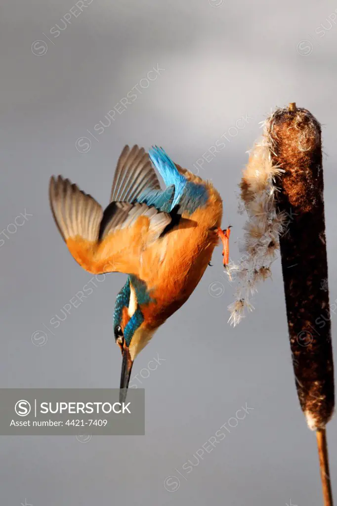 Common Kingfisher (Alcedo atthis) adult, in flight, diving from reedmace seedhead in snow, Midlands, England, december