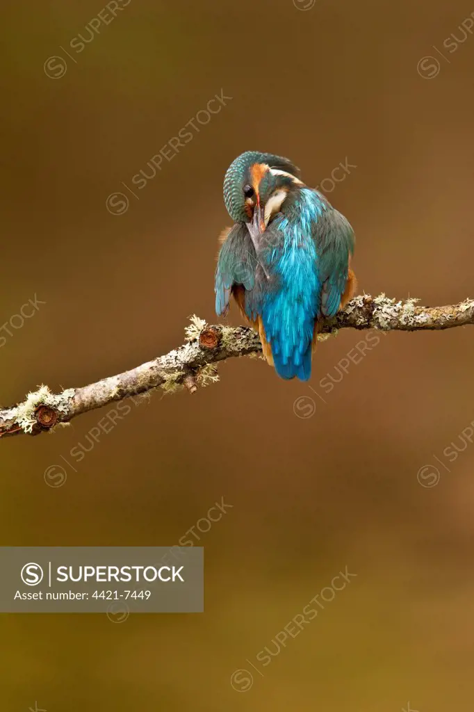 Common Kingfisher (Alcedo atthis) adult female, preening feathers, perched on lichen covered branch, Worcestershire, England, april