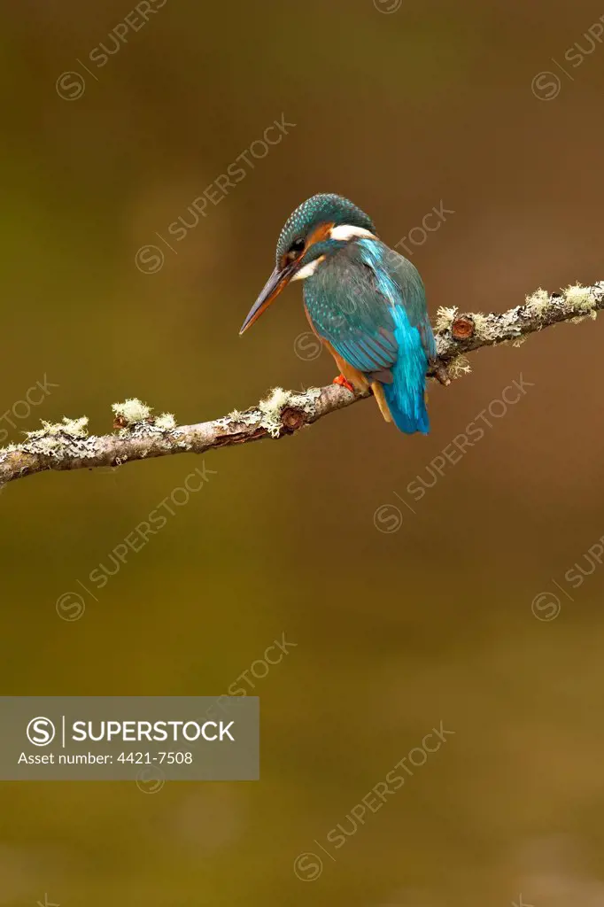 Common Kingfisher (Alcedo atthis) adult female, perched on lichen covered branch, Worcestershire, England, april
