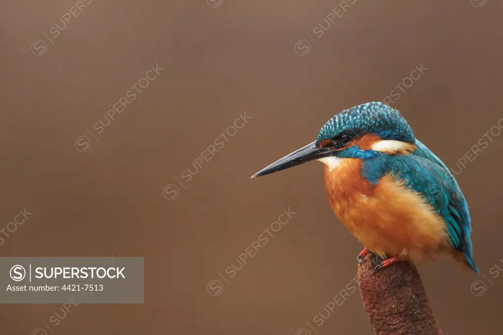 Common Kingfisher (Alcedo atthis) adult, perched on reedmace, Worcestershire, England, october