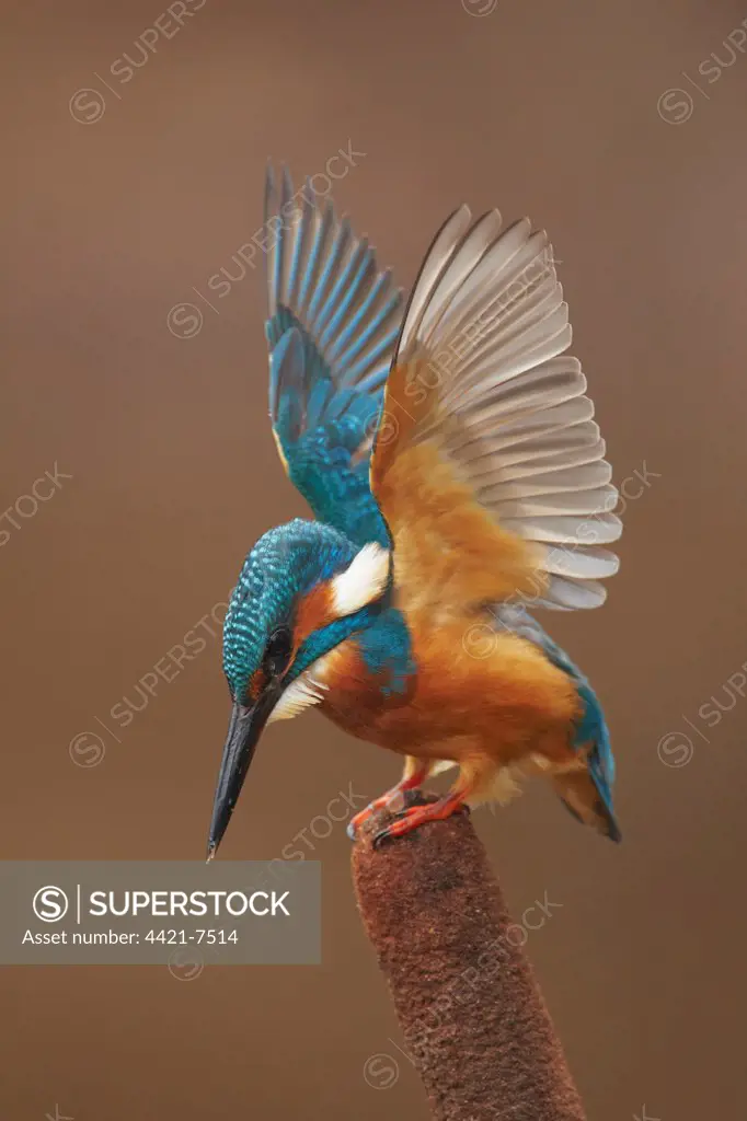 Common Kingfisher (Alcedo atthis) adult, lifting wings in preparation for dive, perched on reedmace, Worcestershire, England, october