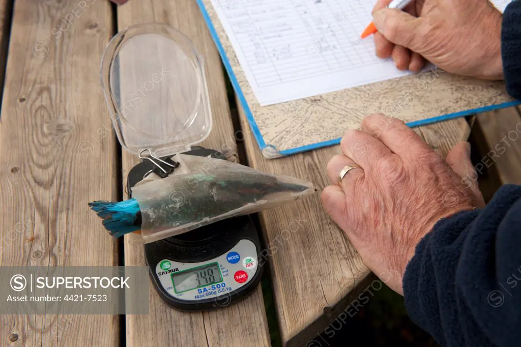 Common Kingfisher (Alcedo atthis) adult female, being weighed by bird ringer recording data, Norfolk, England, August