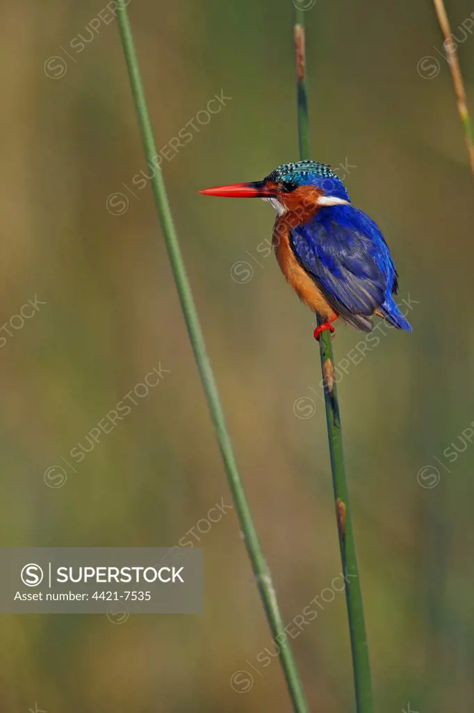 Malachite Kingfisher (Alcedo cristata) adult, perched on stem, Lake Awassa, Great Rift Valley, Ethiopia