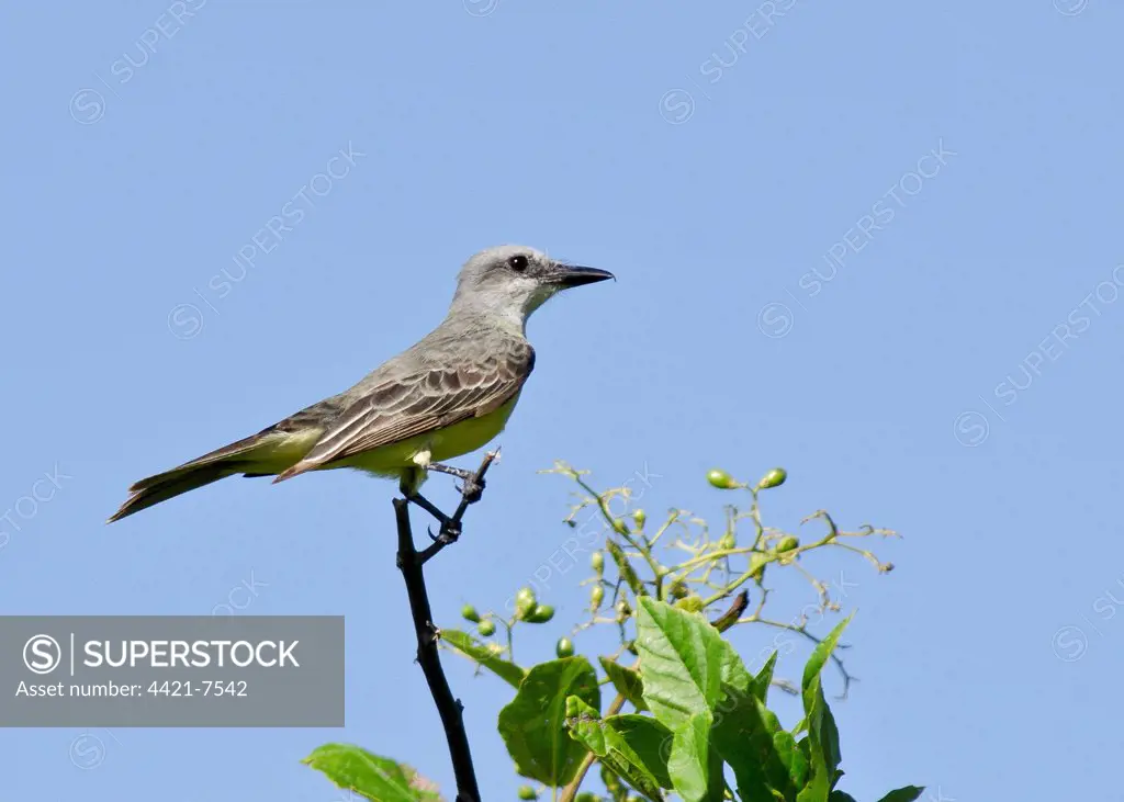 Tropical Kingbird (Tyrannus melancholicus) adult, perched on bush, Bonaire, Leeward Antilles, Lesser Antilles, Caribbean