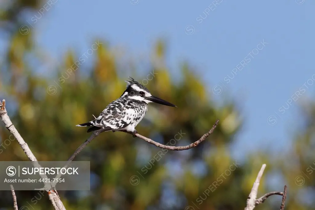 Pied Kingfisher (Ceryle rudis) adult, perched on twig, Gambia, january