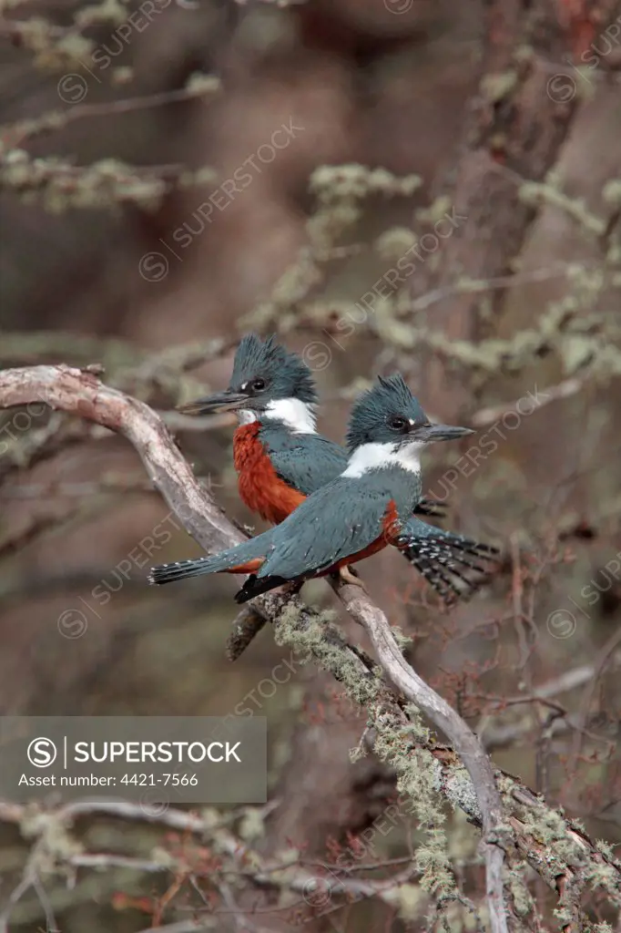 Ringed Kingfisher (Megaceryle torquata) adult pair, perched on branch, Rio Hermoso, Neuquen, Argentina, october