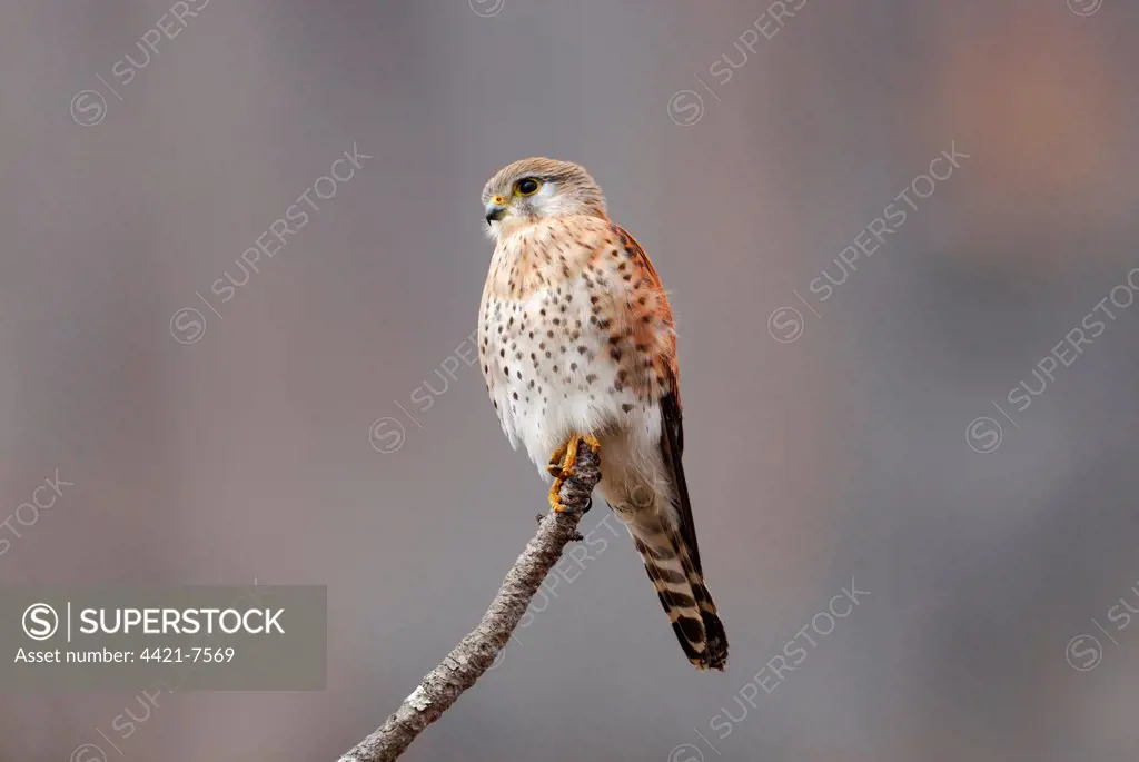 Madagascar Kestrel (Falco newtoni) pale phase, adult, perched on branch, Anja Nature Reserve, Central Madagascar, august