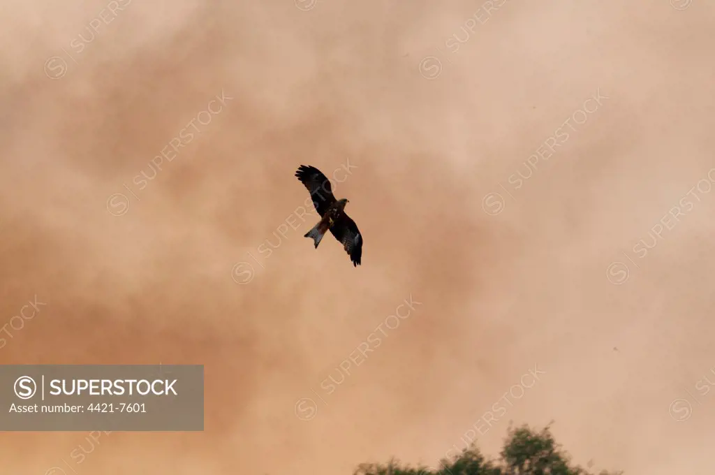 Black Kite (Milvus migrans) adult, in flight, hunting fleeing insects on edge of bush fire, Queensland, Australia