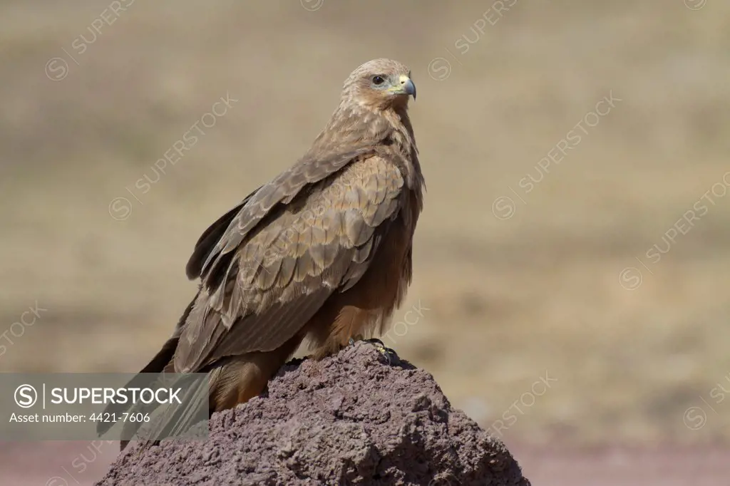 Black Kite (Milvus migrans) adult, perched on rock, Ngorongoro Crater, Tanzania, november