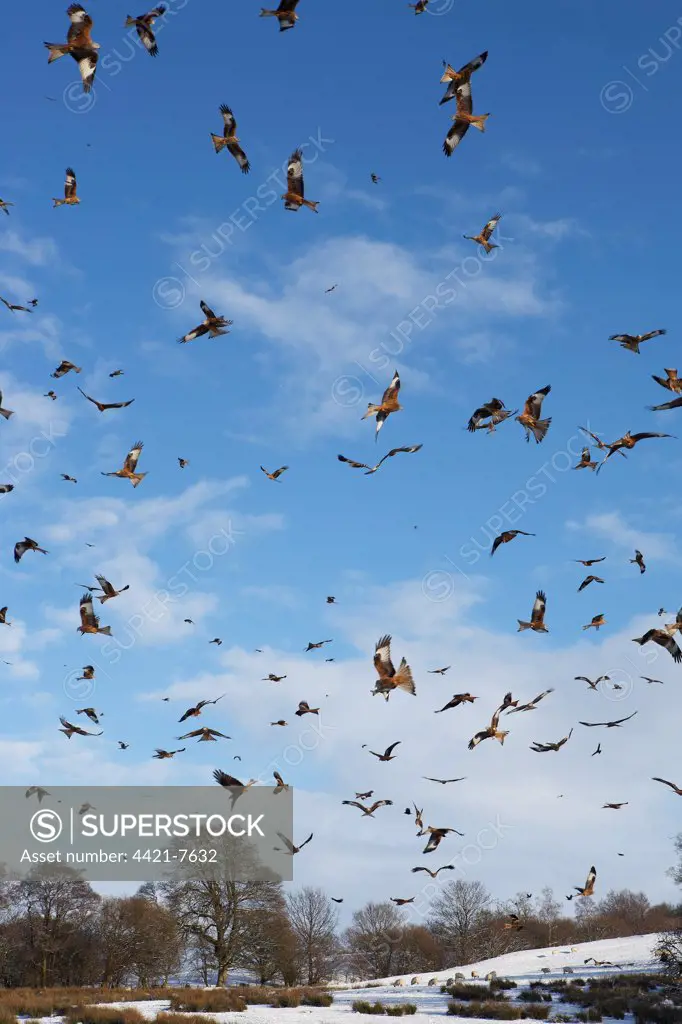 Red Kite (Milvus milvus) flock, in flight, gathering over snow covered feeding station, Gigrin Farm, Powys, Wales, january