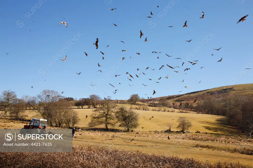 Red Kite (Milvus milvus) flock, in flight, gathering over feeding station, Gigrin Farm, Powys, Wales, april