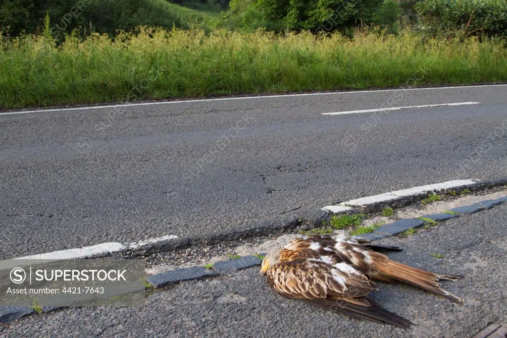 Red Kite (Milvus milvus) dead adult, roadkill casualty on roadside after collision with passing car, Oxfordshire, England, june