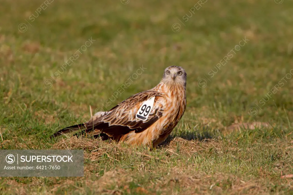 Red Kite (Milvus milvus) adult, with wing tags, standing on ground at feeding station, Gigrin Farm, Powys, Wales, march