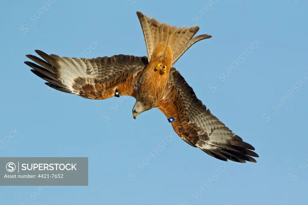 Red Kite (Milvus milvus) adult, with wing tags, in flight, diving for food at feeding station, Gigrin Farm, Powys, Wales, march