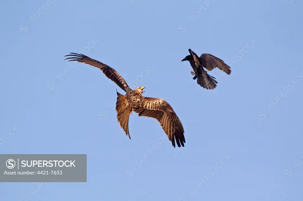 Red Kite (Milvus milvus) adult, in flight, being mobbed by Carrion Crow (Corvus corone) adult, Gigrin Farm, Powys, Wales, march
