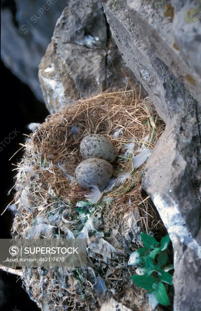Kittiwake (Rissa tridactyla) Nest with eggs