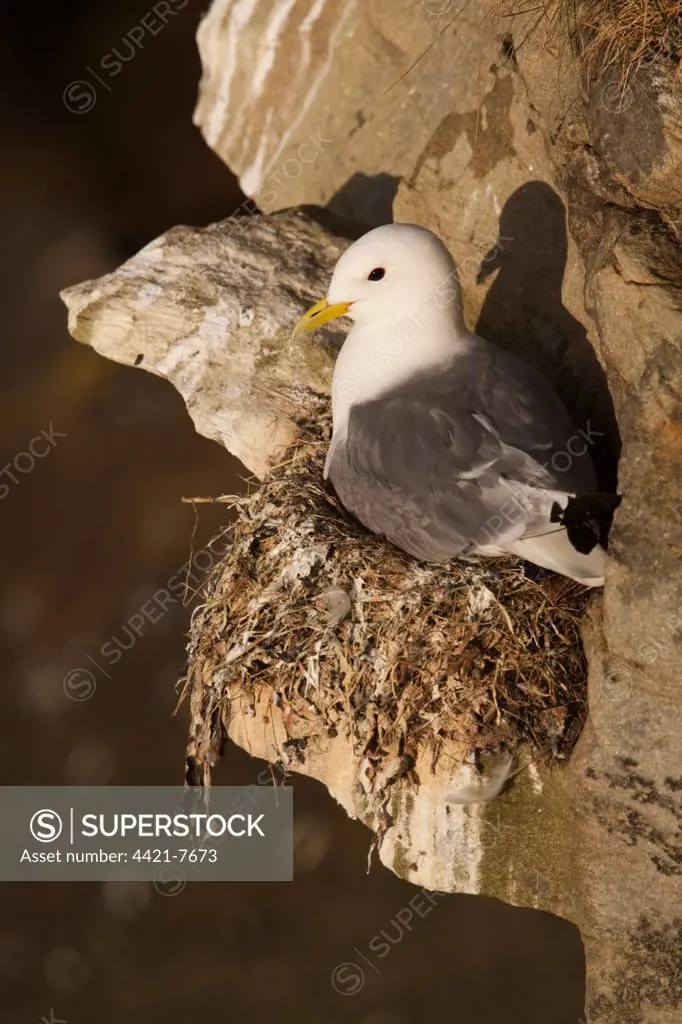 Kittiwake (Rissa tridactyla) adult, sitting on nest with eggs, Farne Islands, Northumberland, England
