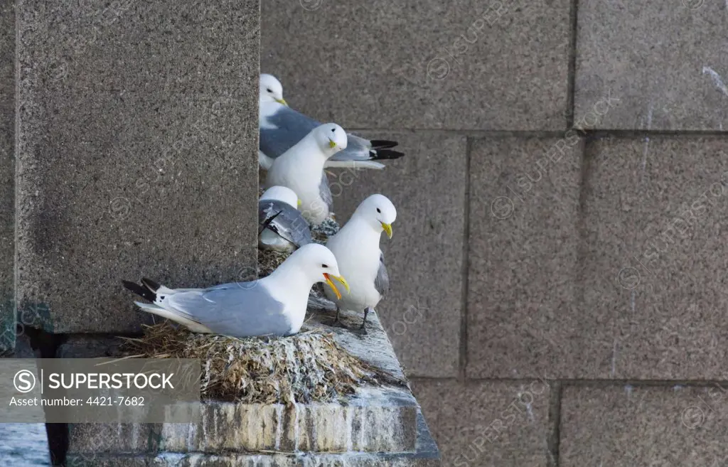 Kittiwake (Rissa tridactyla) adults, nesting on building in city centre, Newcastle, Tyne and Wear, England, june