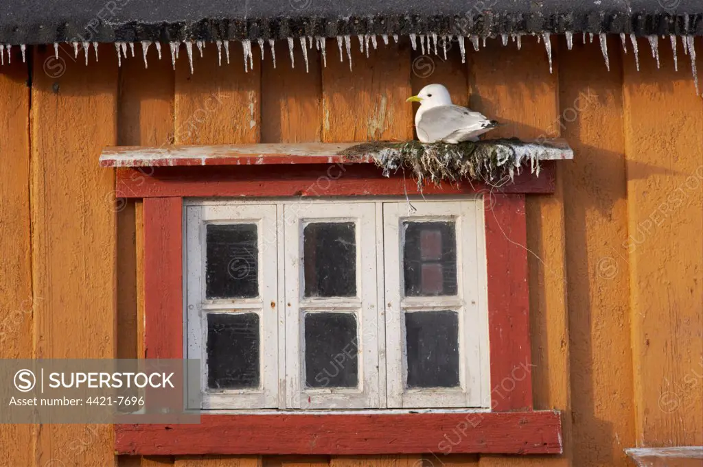 Kittiwake (Rissa tridactyla) adult, nesting on ledge over window, on building with icicles, Vardo, Finnmark, Norway