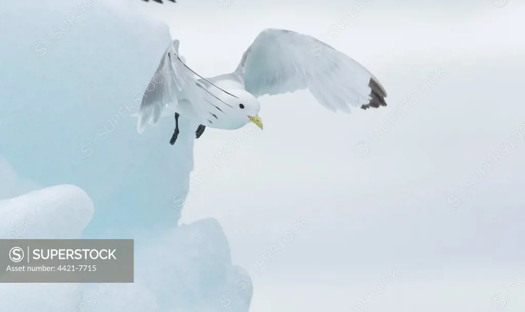 Black-legged Kittiwake (Rissa tridactyla) adult, in flight, taking off from sea ice, Svalbard, june