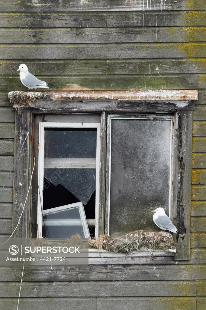 Black-legged Kittiwake (Rissa tridactyla) two adults, beginning new season nests on old harbour building, Northern Norway, march