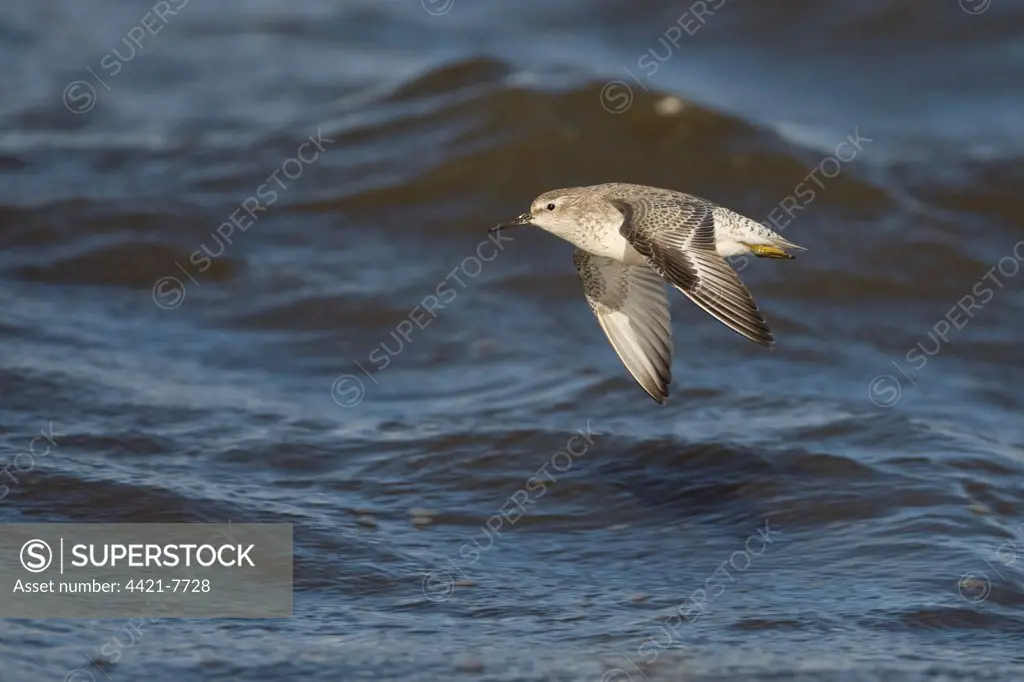 Knot (Calidris canutus) adult, winter plumage, in flight over sea, Titchwell RSPB Reserve, Norfolk, England, october