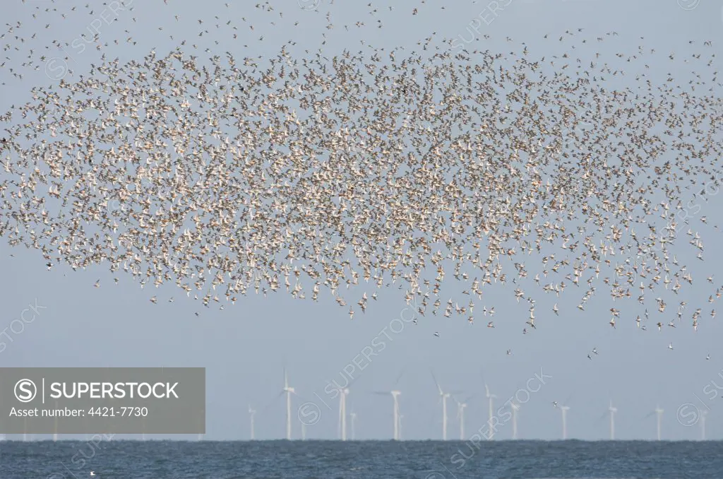 Knot (Calidris canutus) flock, in flight over sea, wind turbines of offshore windfarm in distance, Norfolk, England