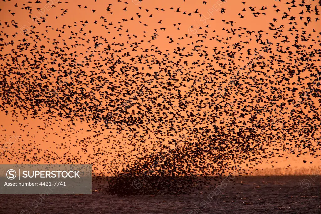 Knot (Calidris canutus) flock, in flight, silhouetted at sunset, Snettisham, The Wash, Norfolk, England, march
