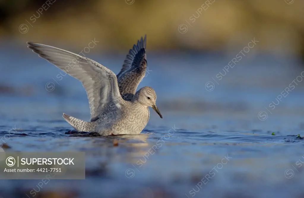Knot (Calidris canutus) adult, winter plumage, foraging in shallow water on beach, preparing to leap into air to escape onrushing water, Shetland Islands, Scotland, september