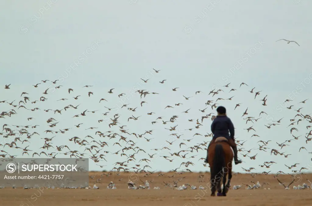 Knot (Calidris canutus) flock, in flight over beach, disturbed by horse and rider in foreground, Norfolk, England, august