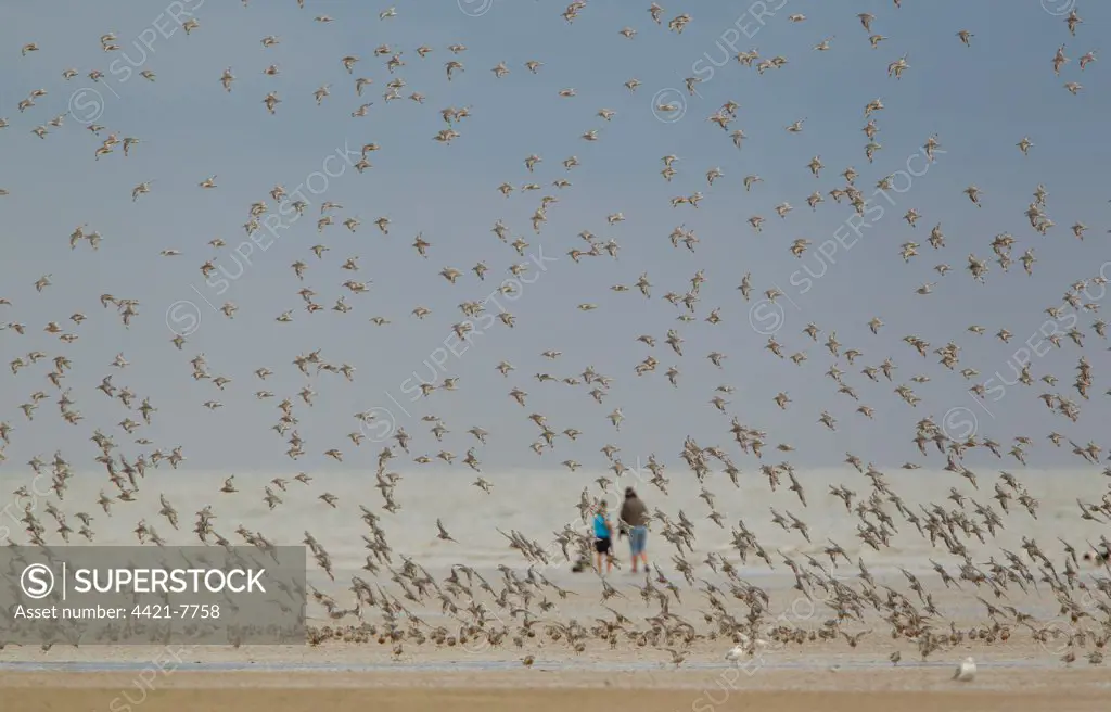 Knot (Calidris canutus) flock, in flight over beach, with people in background, Norfolk, England, august