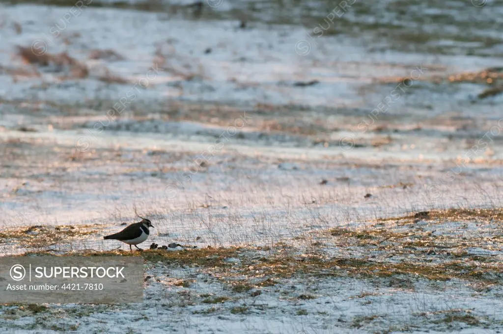 Northern Lapwing (Vanellus vanellus) adult, in snow covered habitat at sunset, North Kent Marshes, Isle of Sheppey, Kent, England, winter