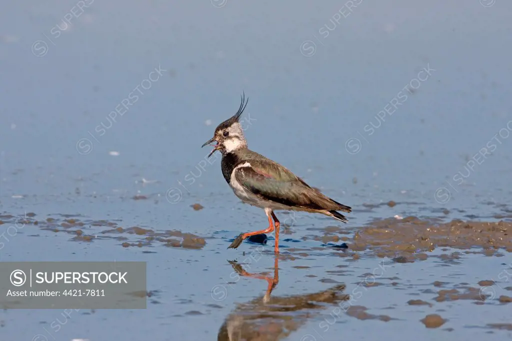 Northern Lapwing (Vanellus vanellus) adult, calling, wading in shallow water, MInsmere RSPB Reserve, Suffolk, England, june