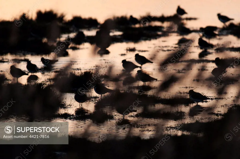 Northern Lapwing (Vanellus vanellus) flock, silhouetted on flooded grazing marsh at sunset, looking through reeds, North Kent Marshes, Kent, England, november