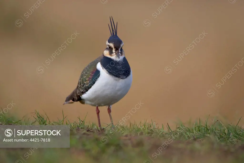 Northern Lapwing (Vanellus vanellus) adult, winter plumage, standing on grass, Norfolk, England, february