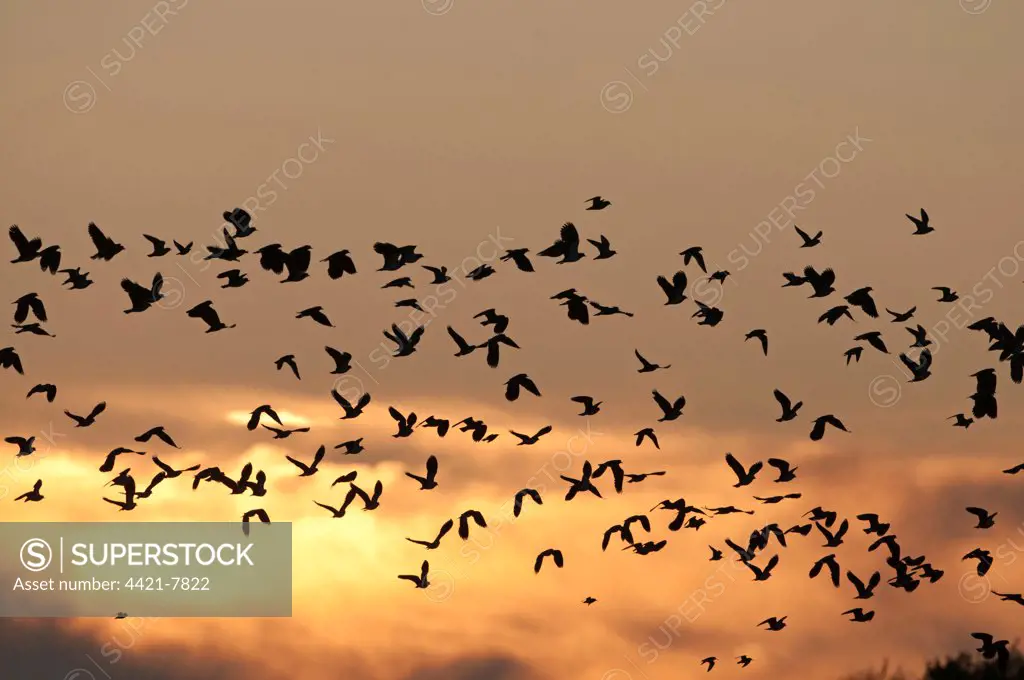 Northern Lapwing (Vanellus vanellus) flock, in flight, silhouetted at sunset, Cley, Norfolk, England, november