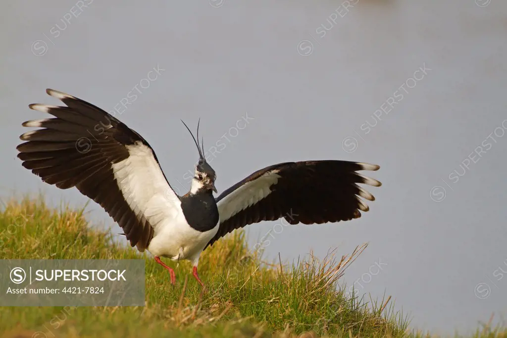 Northern Lapwing (Vanellus vanellus) adult, summer plumage, landing with wings spread, Norfolk, England