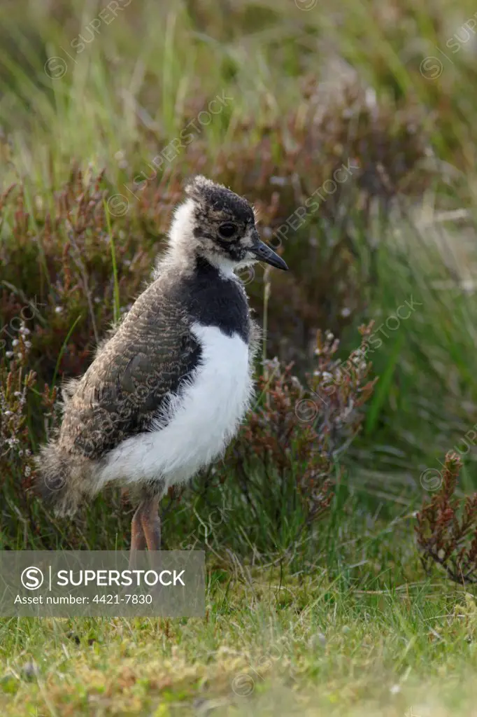 Northern Lapwing (Vanellus vanellus) chick, standing at edge of heather moorland, Swaledale, Yorkshire Dales N.P. North Yorkshire, England, june