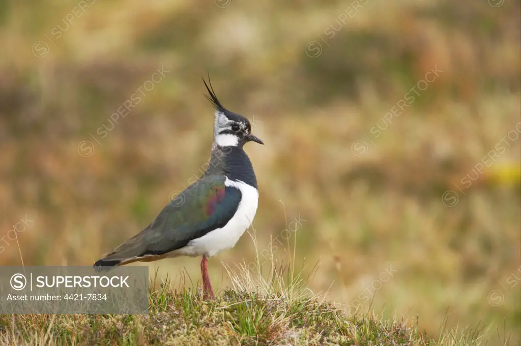 Northern Lapwing (Vanellus vanellus) adult, summer plumage, standing, Yell, Shetland Islands, Scotland