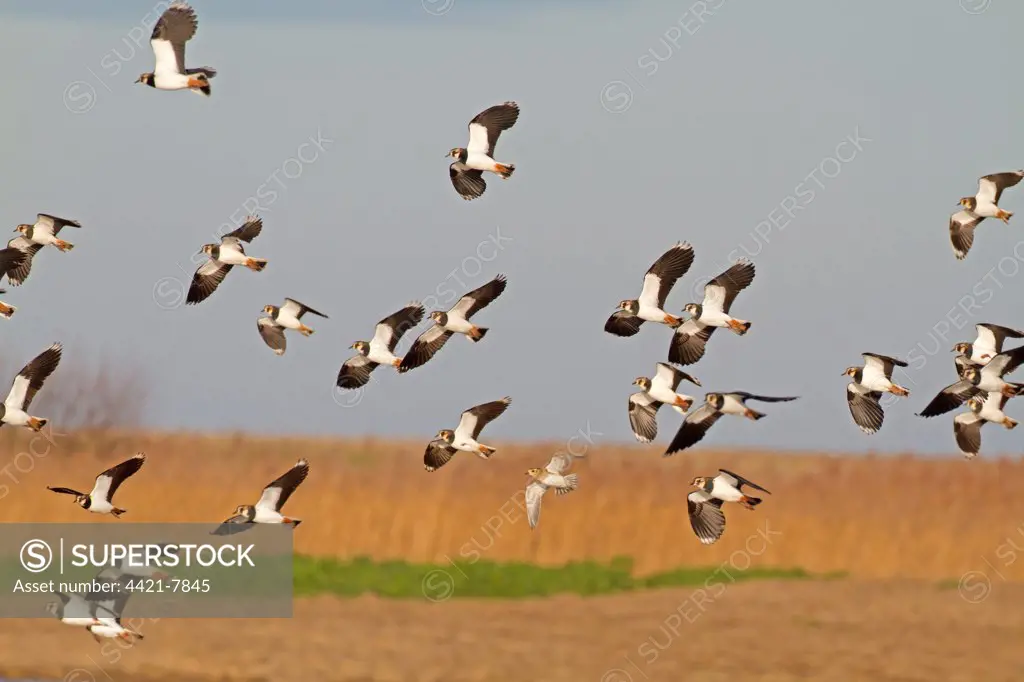 Northern Lapwing (Vanellus vanellus) flock, with Eurasian Golden (Pluvialis apricaria), in flight over coastal wetland, Norfolk, England, january
