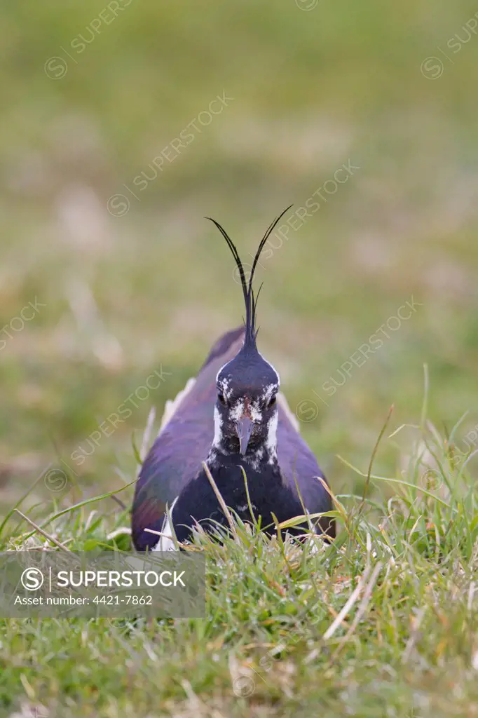 Northern Lapwing (Vanellus vanellus) adult male, sitting on nest, incubating eggs, Suffolk, England, april