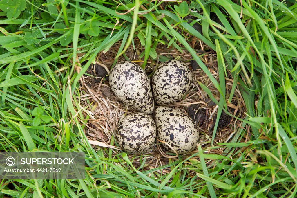 Northern Lapwing (Vanellus vanellus) four eggs in nest, on grazing marsh, Suffolk, England, june